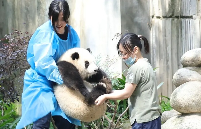 Пандовая дипломатия.