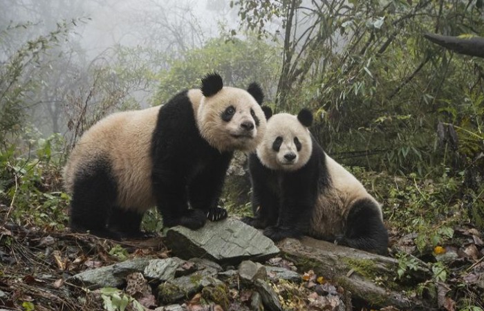 Панды предпочитают одиночество в дикой природе.
