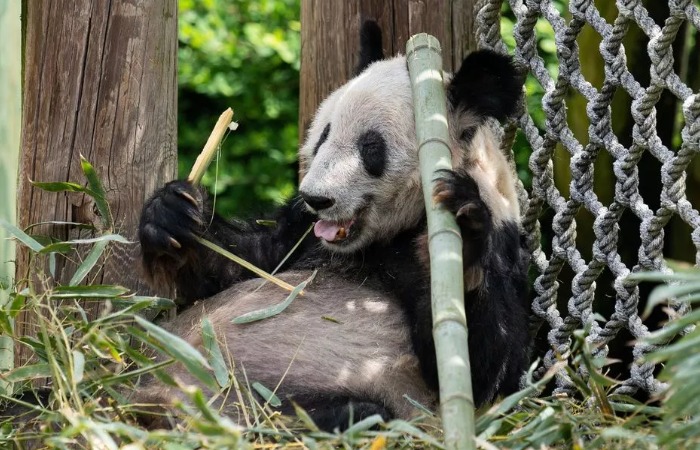 Панда в зоопарке.