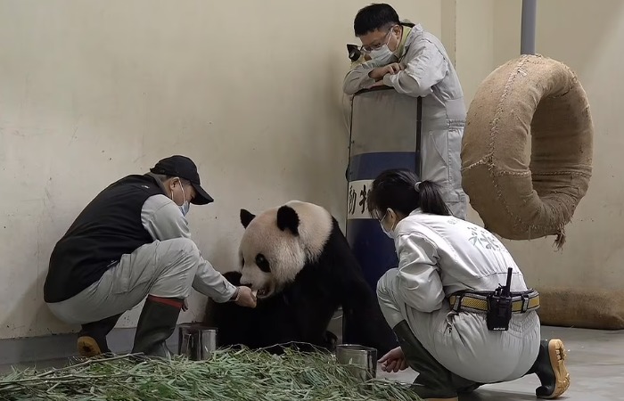 Панда сдается Китаем в аренду, а не дарится.