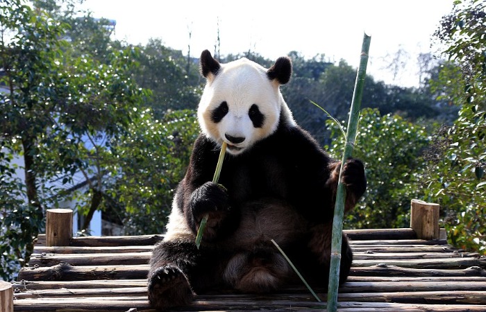 Панды имеют добрый характер и ведут спокойный образ жизни.