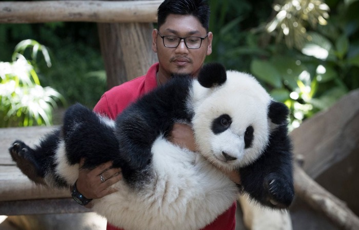 Панды в подарок.