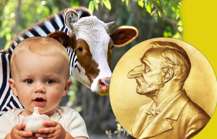 Зачем ученые давали кормящим матерям чеснок, а коров красили под зебру: Шнобелевские премии — дурной вкус или оригинальный подход?