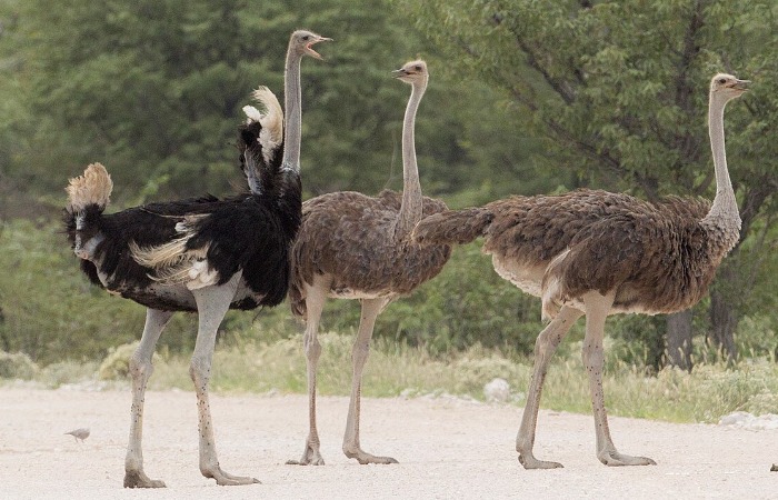 Североафриканский страус.