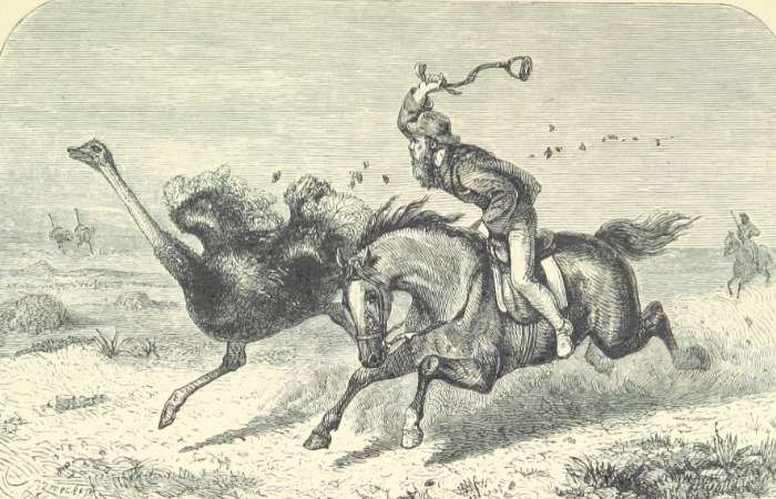 Ловля страуса.