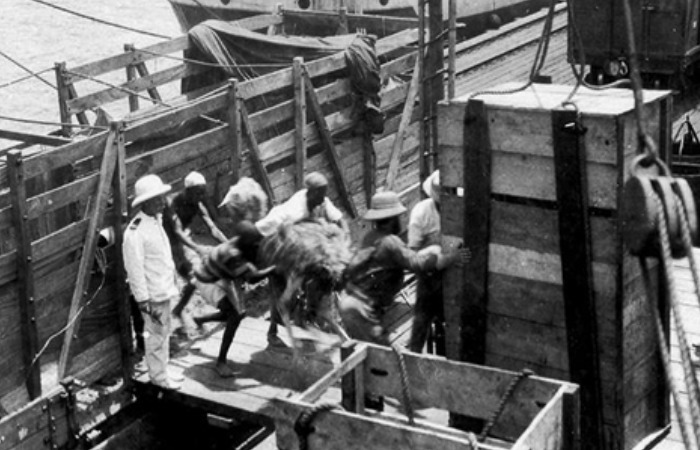 Страусов перевозили в контейнерах.