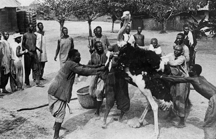 Североафриканские страусы были целью экспедиции Торнтона.