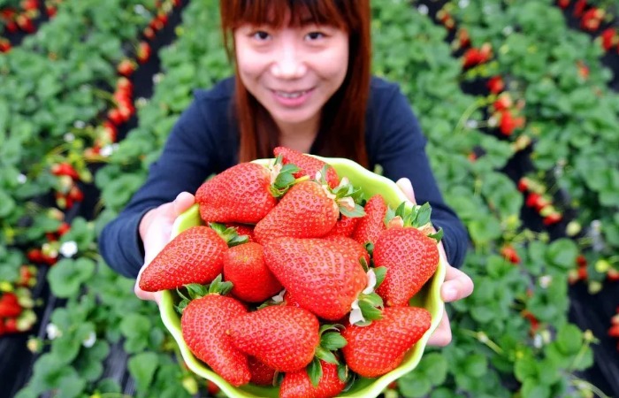 Ягоды на ферме в Японии.