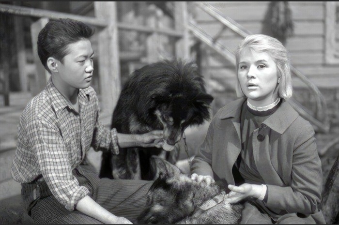 "Дикая собака Динго". "Дикая собака Динго".