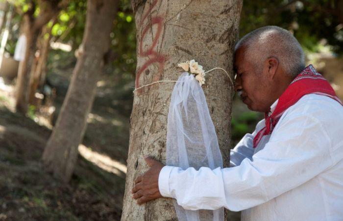 В Индии спутником может стать дерево. В Индии спутником может стать дерево.