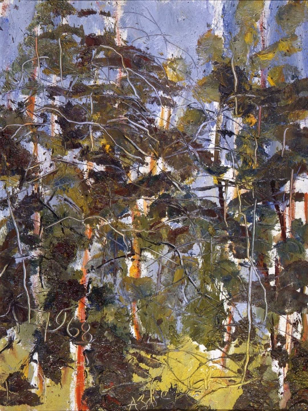 Сосны Зверева. Сосны Зверева.