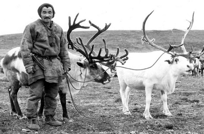Оленеводство помогает чукчам выживать.
