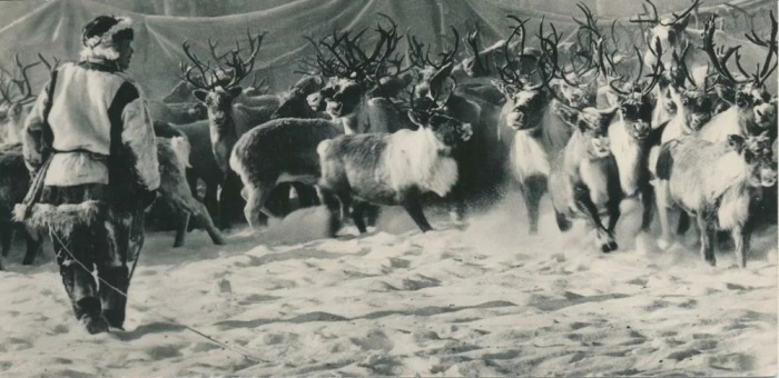 Жених много работал и занимался оленеводством. 