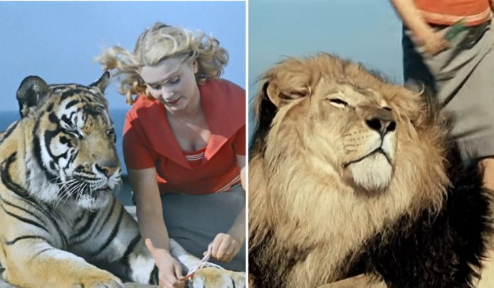 Увидела его голым и сказала «фу»: Кто расстроил Фурцеву, почему сбежал Лановой и что ещё осталось за кадром фильма «Полосатый рейс» 