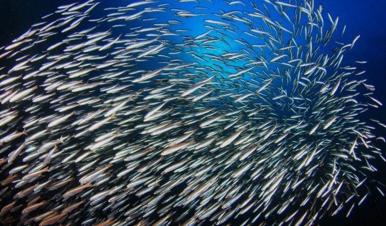 Выпуская газ, селедка подает знаки членам стаи.