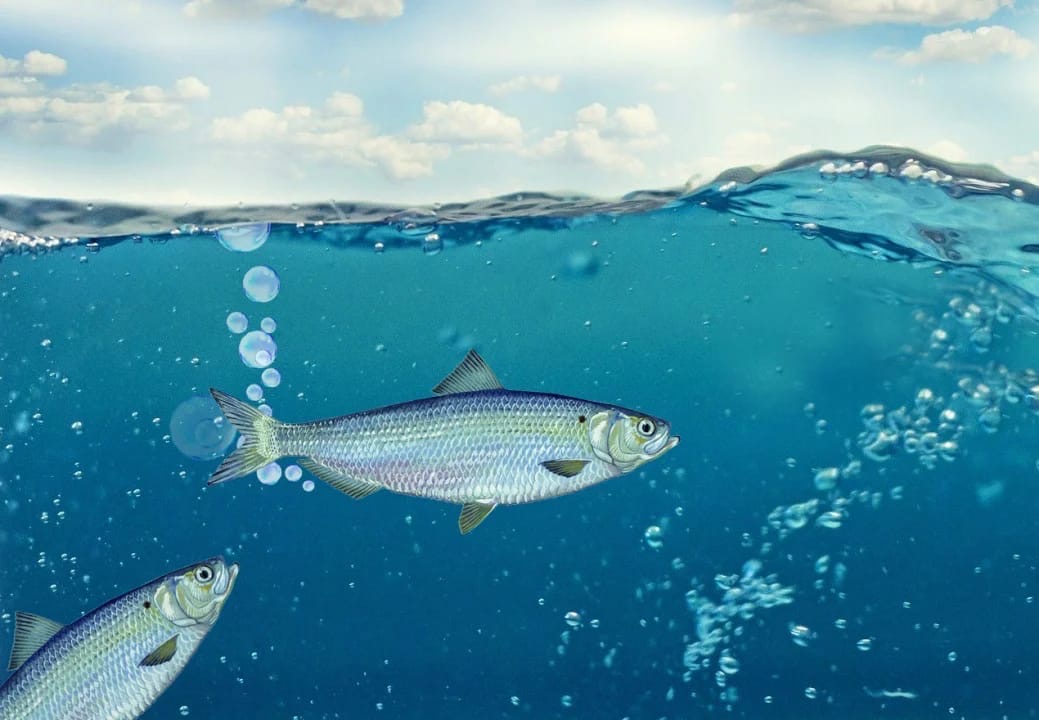 Селедка использует для общения странные звуки, они то и ьыли приняты за шум мотора подлодки.