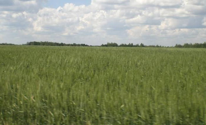 Просторы, где расположена деревня Толбузино Липецкой области.