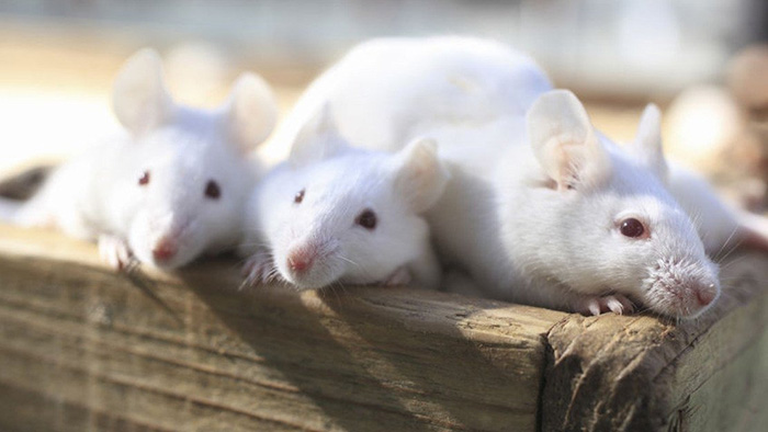 Мыши очень похожи на людей.