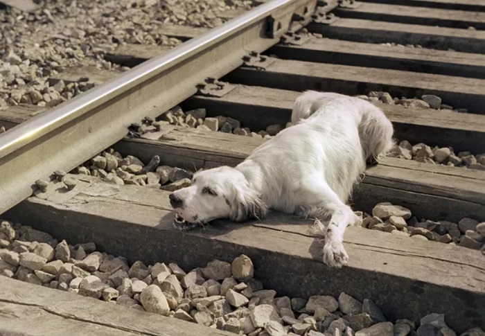 Знаменитая сцена на рельсах