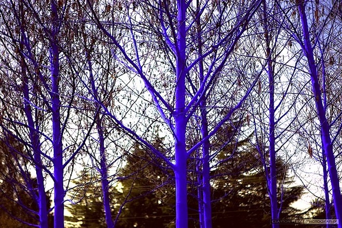 Инсталляция Blue Trees от Константина Димопулоса (Konstantin Dimopoulos)