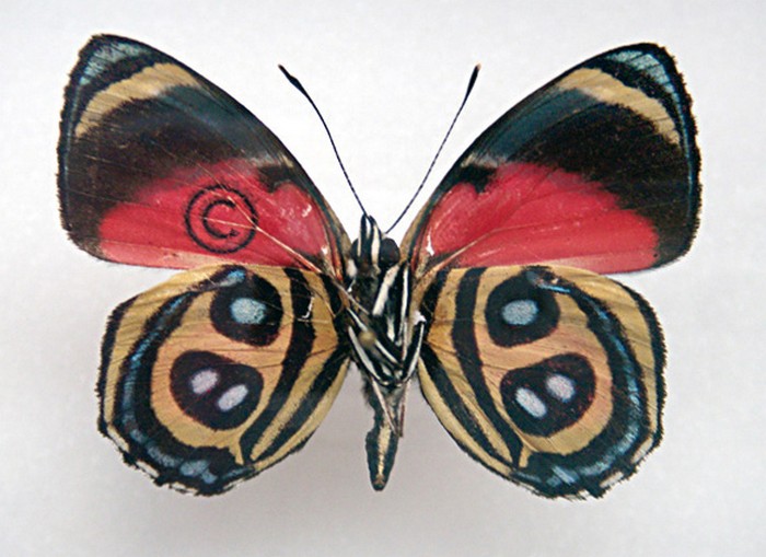 Mimesis – бабочки на принтере от Сары Гарцони (Sarah Garzoni)
