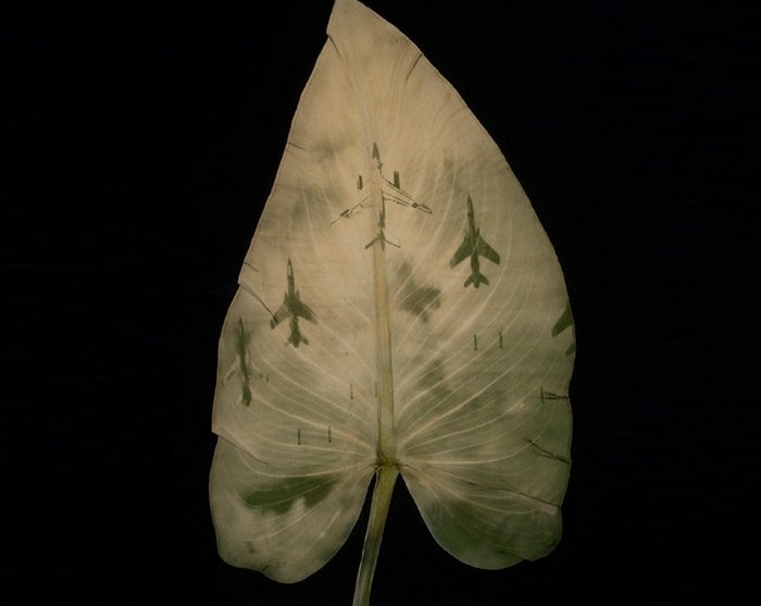 Фотографии, напечатанные хлорофиллом. Работы Бинь Данха (Binh Danh)