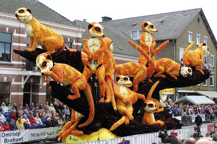 Bloemencorso — масштабный фестиваль георгинов в Нидерландах