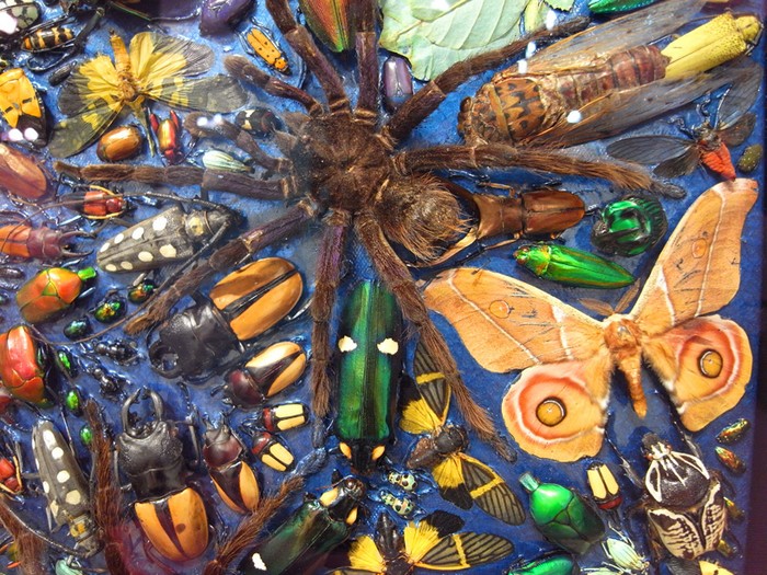 Capaneus — картина из насекомых от Дэмьена Херста