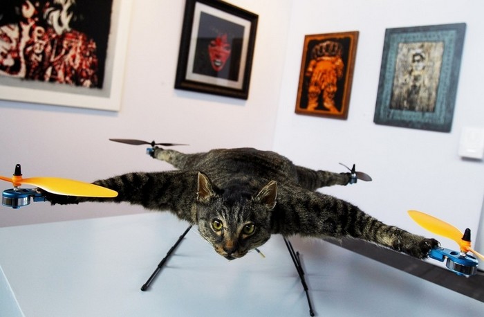 Летающий кот Orvillecopter – новое слово в таксидермии