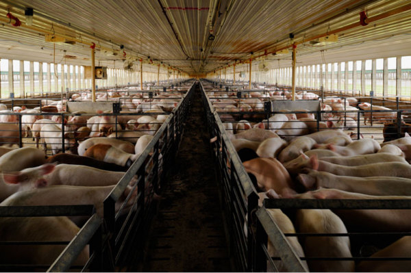 Сходство человека и свиней в фотопроекте Миру Кима (Miru Kim)