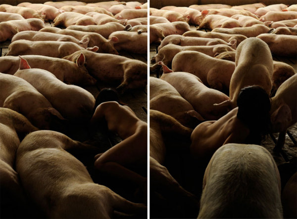 Сходство человека и свиней в фотопроекте Миру Кима (Miru Kim)