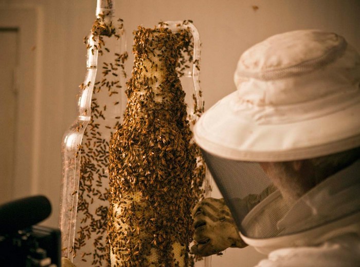 3B – трехмерная печать при помощи пчел. Необычная реклама Dewar's Whisky