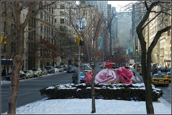 Розовые розы для зимнего Нью-Йорка