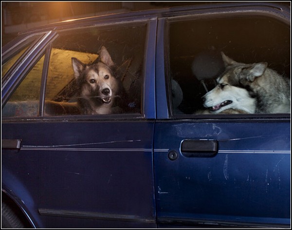 Молчаливые собаки в автомобилях