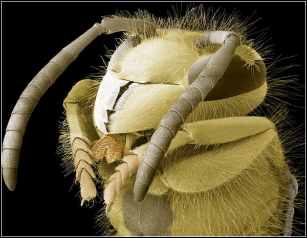 Гигантские насекомые от Стива Гшмейсснера (Steve Gschmeissner)