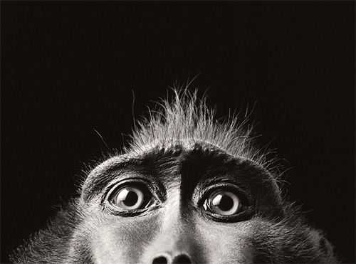 Животные глазами британского фотографа Tim Flach.