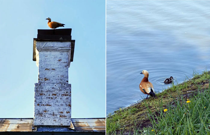Огари и другие птицы и в наши дни населяют Измайлово / Фото: Юрий Арбузов
