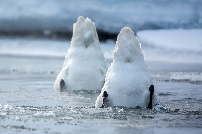 Лебеди-кликуны ныряют за водорослями.  / Фото: Денис Будьков