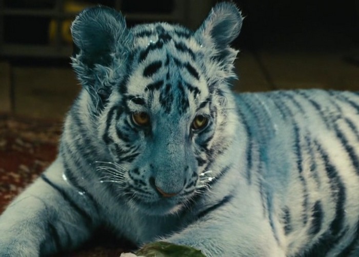 Кадр из фильма «Синий тигр»./фото: nnm.me