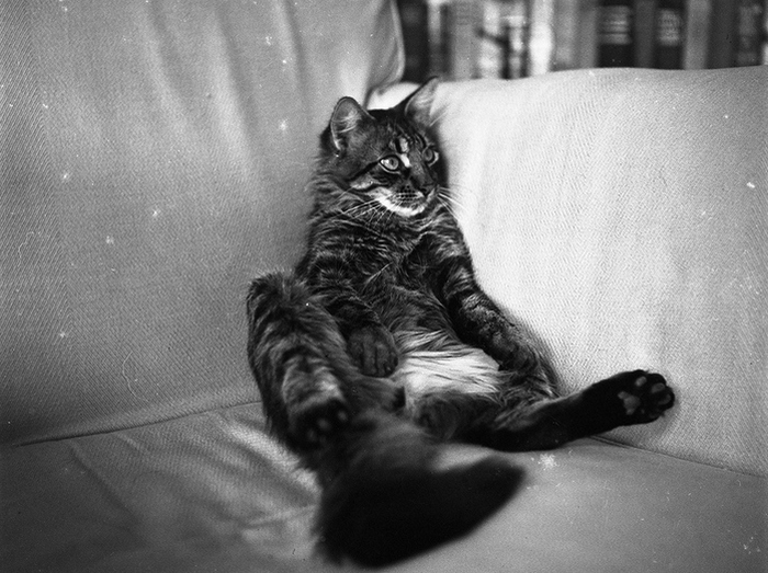 Умница Уилл - ангорский тигровый кот Хемингуэя, в кресле на Финка Вихия.