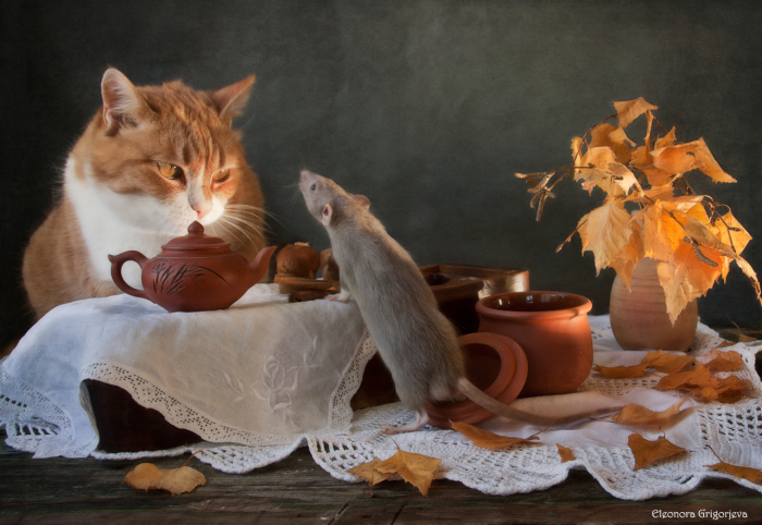 «Кошки-мышки» рижского фотографа Элеоноры Григорьевой.