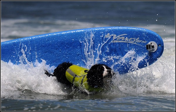 Спортивные собаки на гребне волны: состязание по серфингу среди четвероногих