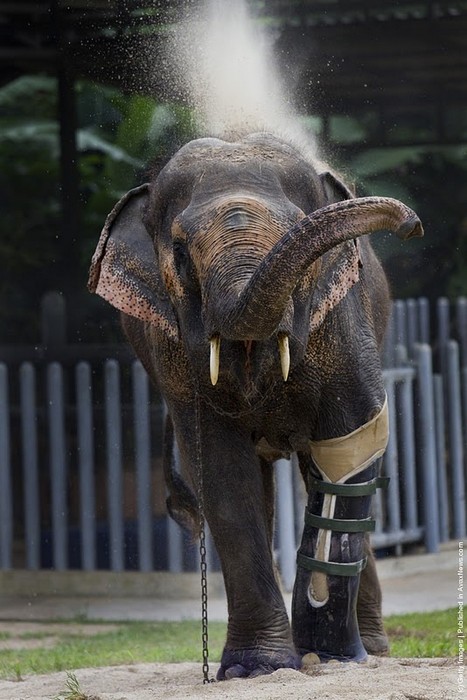 Тайская слониха Мотала с протезом