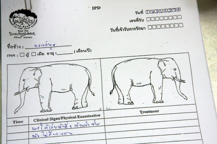 Больничная карточка слона