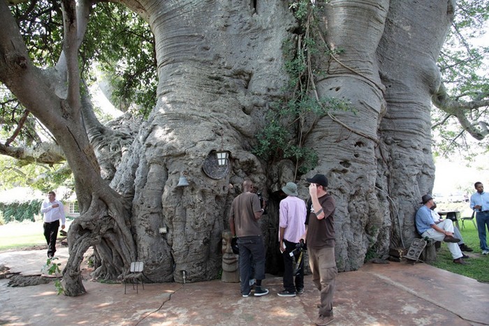 Огромный баобаб - дерево-паб