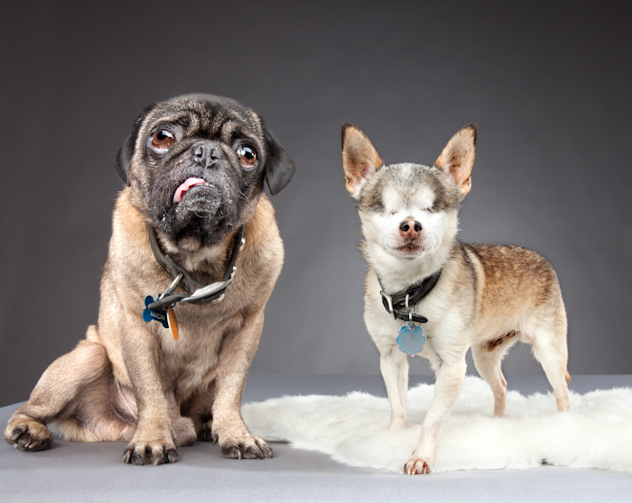Жизнерадостные собаки-инвалиды: мопс Бадди и слепой чихуахуа Диего