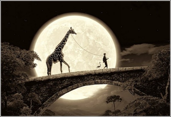 Забавные фотографии Томаса Хербриха: выгул жирафа