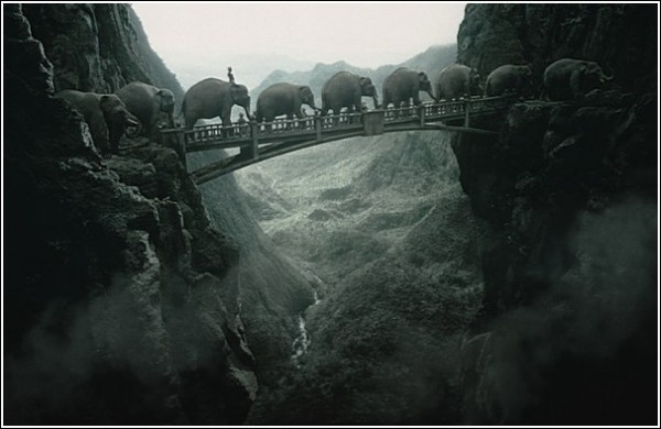 Забавные фотографии Томаса Хербриха: слоны идут на север