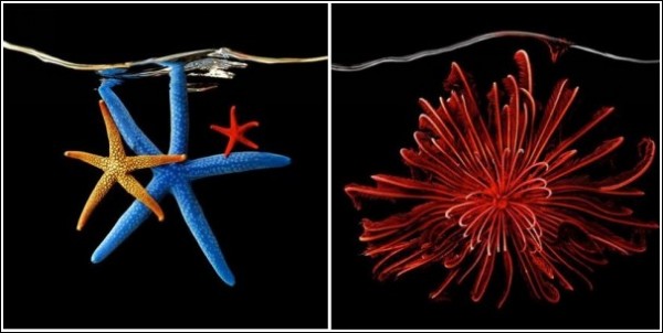 Яркие обитатели морских глубин: морские звезды