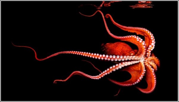 Восхитительные обитатели морских глубин: осьминог